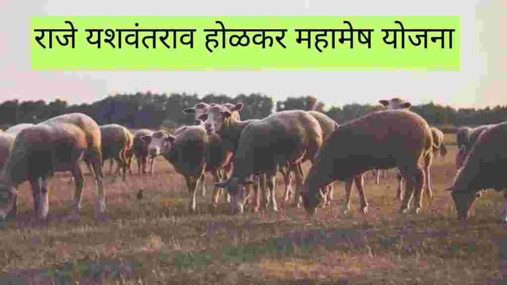 मेंढपाळांसाठी यशवंतराव होळकर महामेष योजना कायम