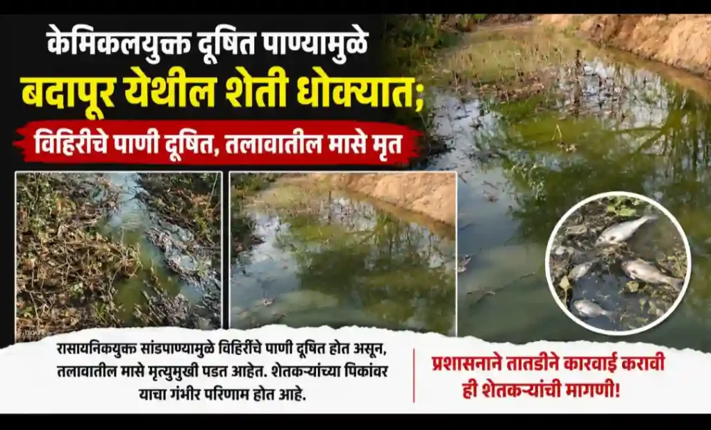 केमिकलयुक्त दूषित पाण्यामुळे बदापूर येथील शेती धोक्यात; विहिरींचे पाणी दूषित, तलावातील मासे मृत